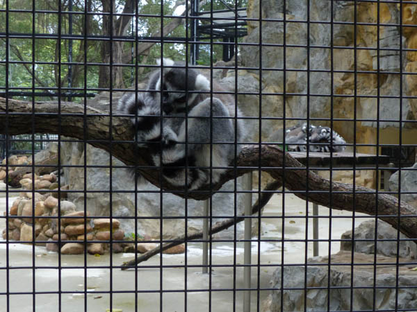Hong Kong Zoological and Botanical Gardens
