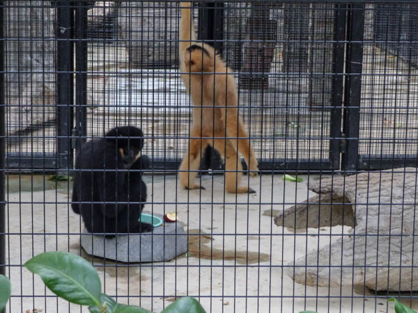 Hong Kong Zoological and Botanical Gardens