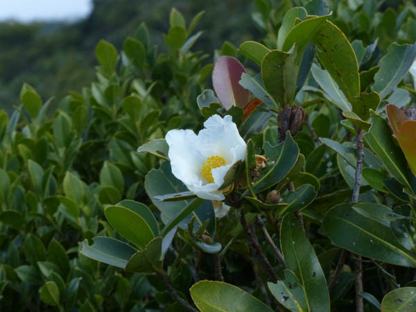 Hong Kong Aufstieg zum Violett Hill