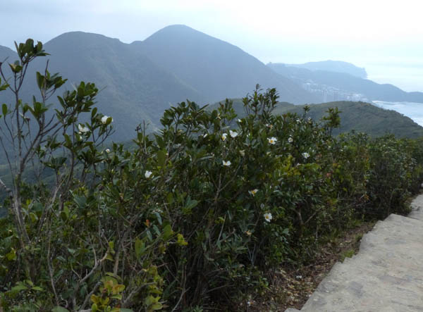 Hong Kong Aufstieg zum Violett Hill