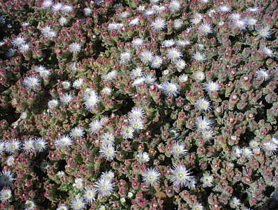 Kristallmittagsblume