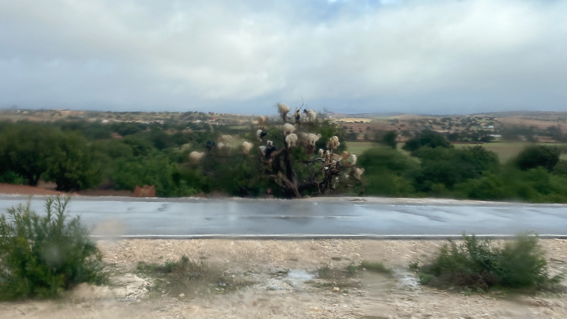 Arganb&auml;ume mit Ziegen