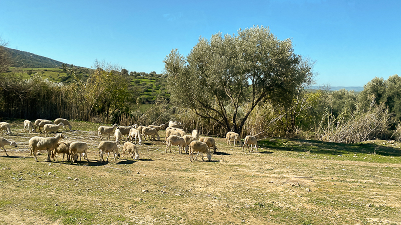Fahrt nach Mekn&egrave;s