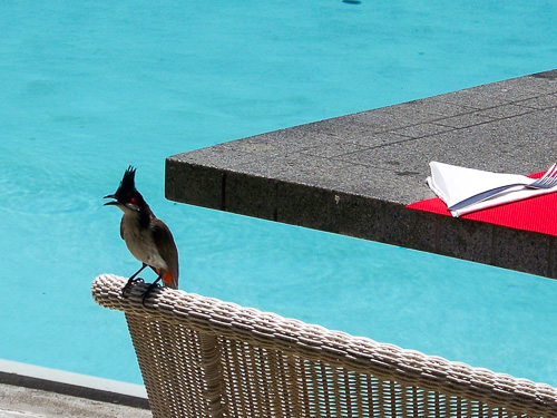 Rotohrb&uuml;lb&uuml;l