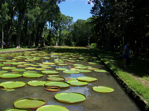 Botanischer Garten - gro&szlig;e Wasserlilie