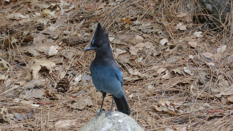 Yosemite NP Diademh&auml;her