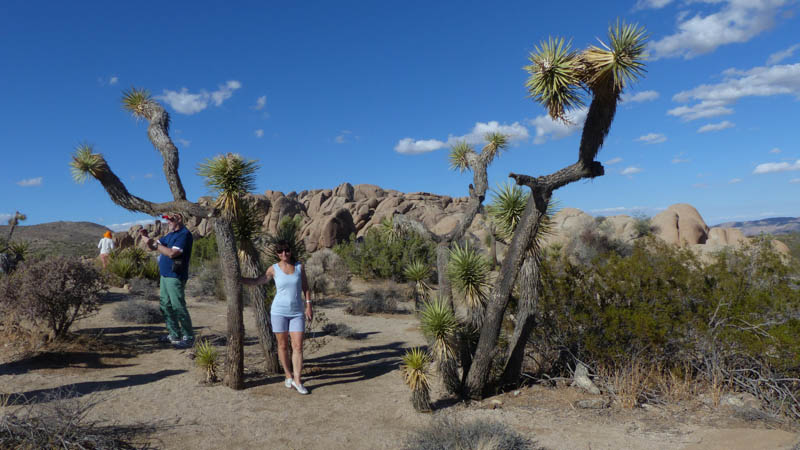 Joshua Tree Nationalpark