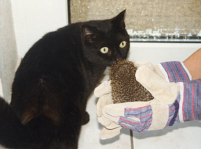 Mohrli und Igel M�cki