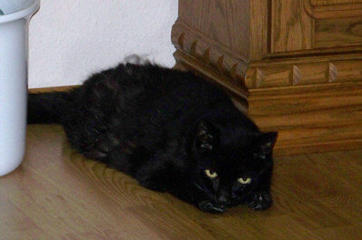 Letztes Foto von Mohrli (23. November 2009)